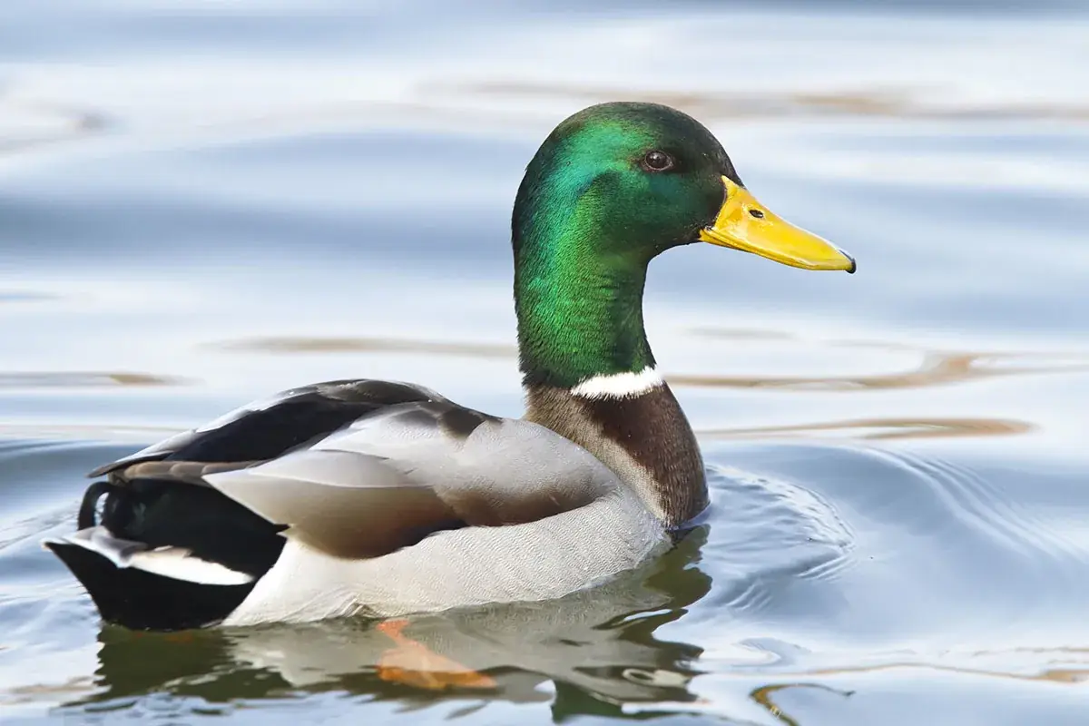 Canards colverts — GIBIS