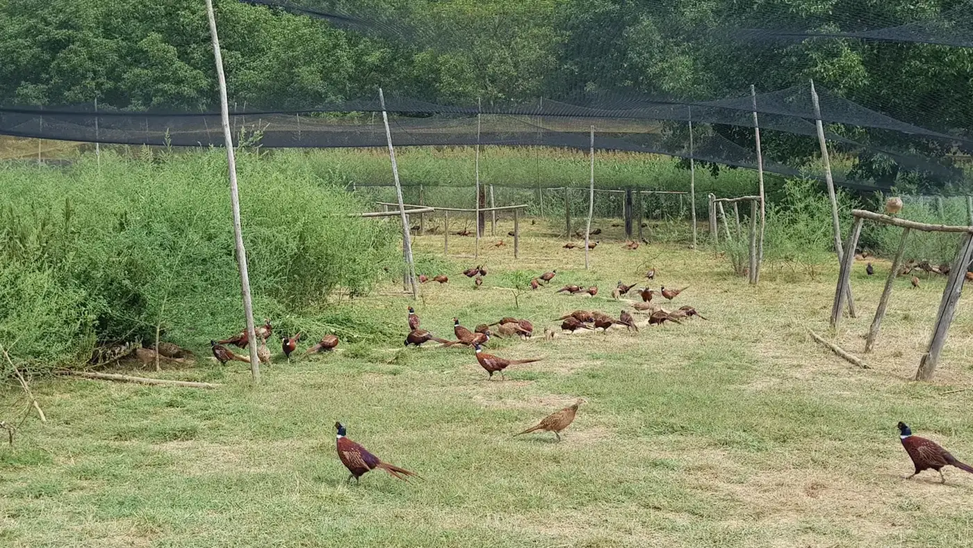 La chasse, au naturel !