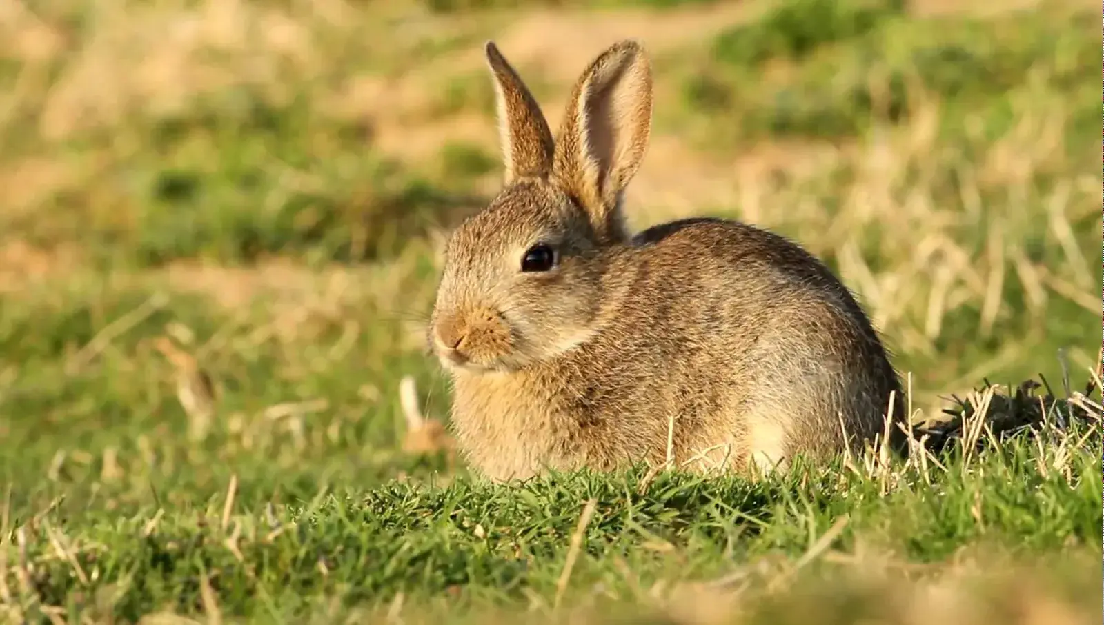 Lapins de garenne — GIBIS