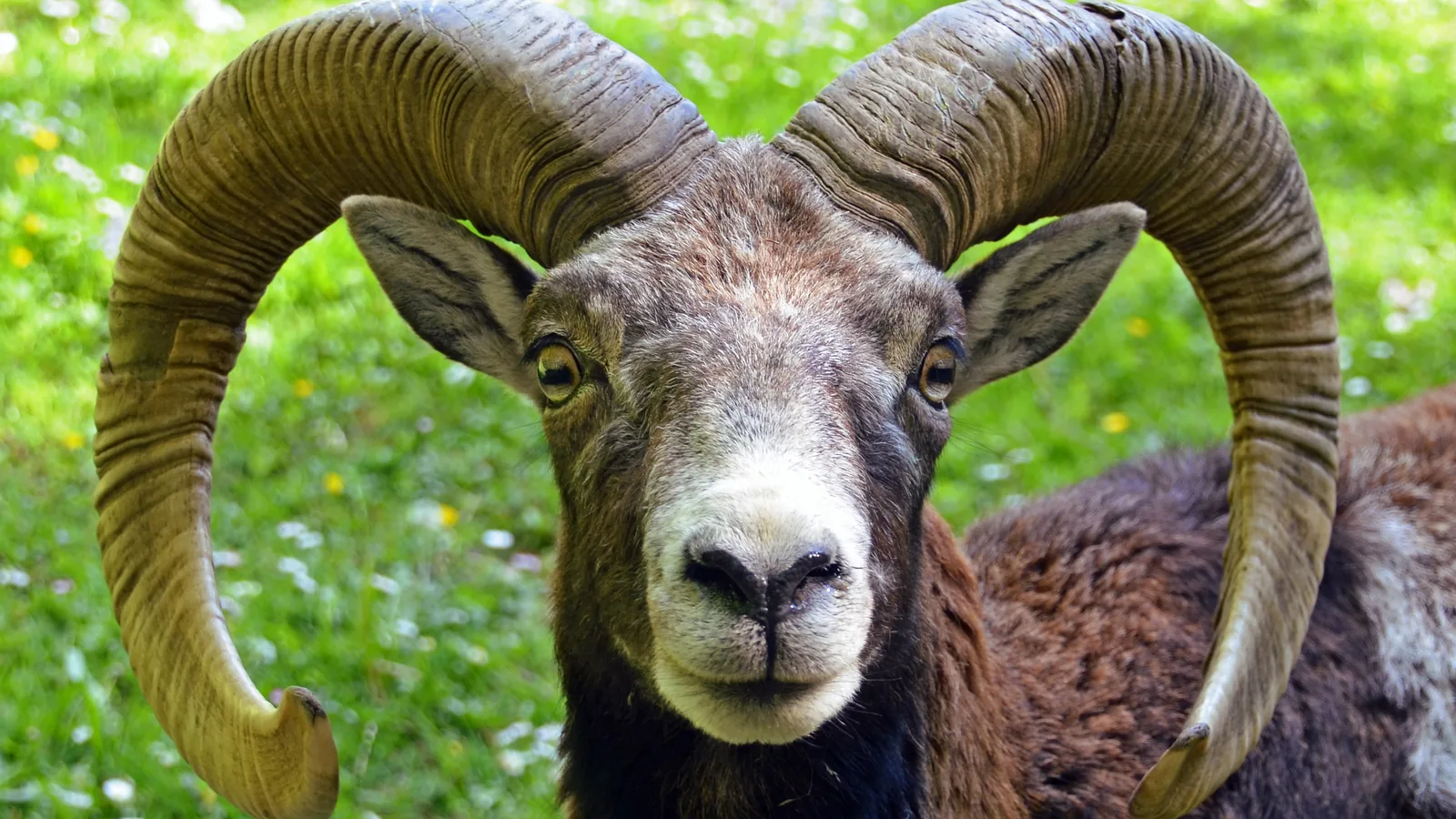 Mouflons — GIBIS
